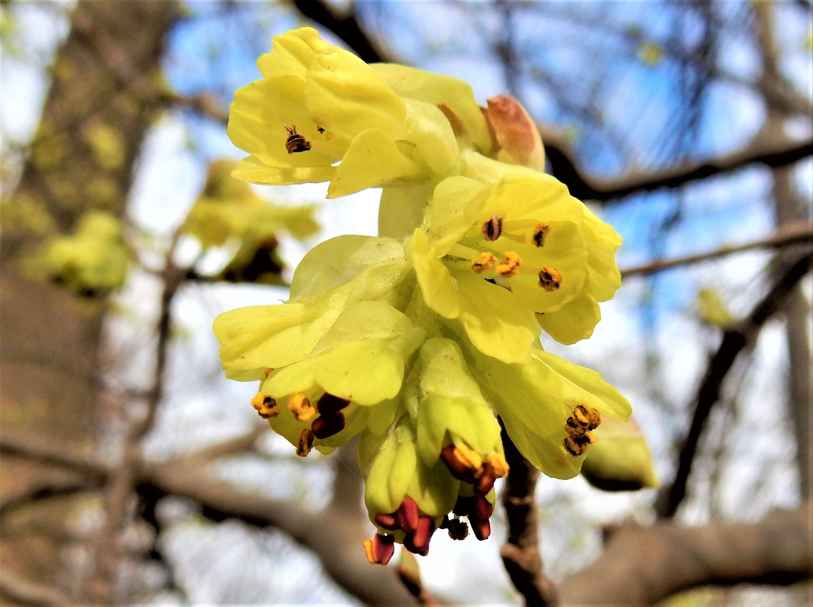 155．《トサミズキ（土佐水木）》 | ニッセイ緑の財団ニュース